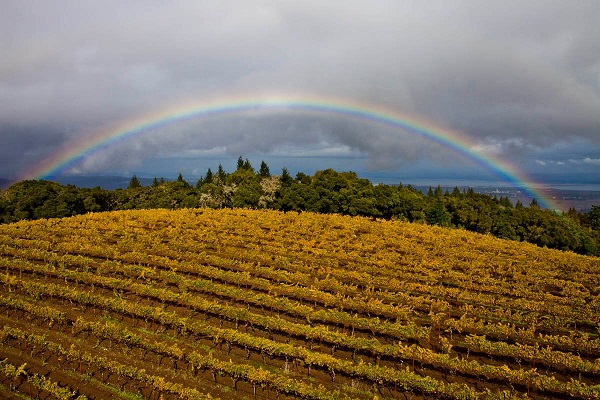 Thomas Fogarty Winery top Bay Area wedding venue